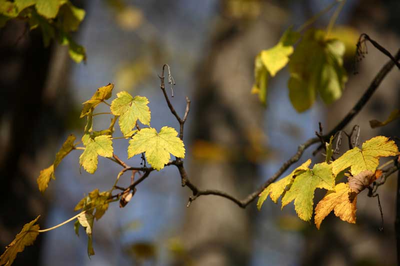 autumn leaves, autumn is a great time to take inventory of your hvac