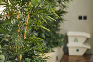 bamboo trees and recycling inside office showing healthy air